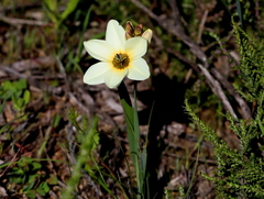 Ixia abbreviata