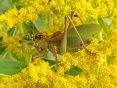 Tettigonia cantans