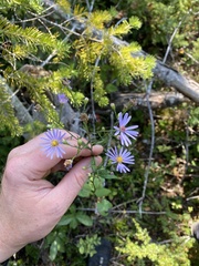 Symphyotrichum ciliolatum