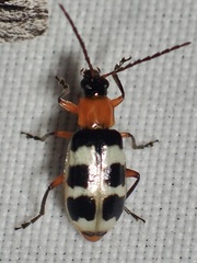 Paranapiacaba tricincta