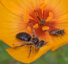 Calliopsis subalpina