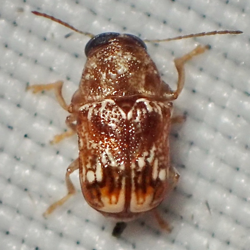 Bubble-banded Pachy