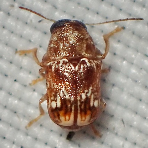 Bubble-banded Pachy