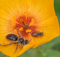 Macroteropsis