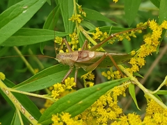 Tettigonia cantans