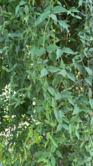 Dolichandra unguis-cati