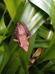 Lithobates warszewitschii