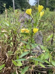 Oenothera biennis