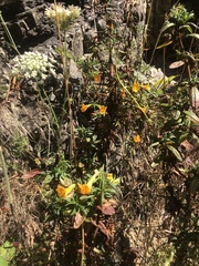 Diplacus aurantiacus