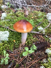 Cortinarius mucosus