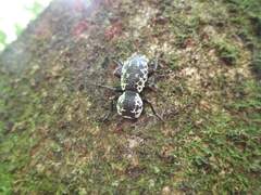 Zopherus nodulosus nodulosus