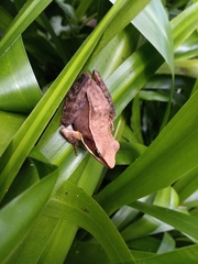 Lithobates warszewitschii
