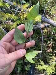 Symphyotrichum ciliolatum