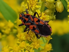 Spilostethus saxatilis