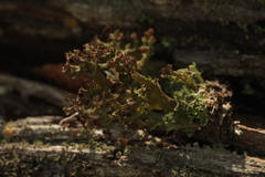 Cladonia ramulosa