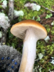 Cortinarius mucosus