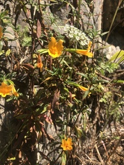 Diplacus aurantiacus