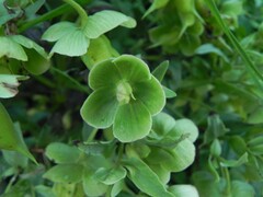 Helleborus