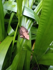 Lithobates warszewitschii