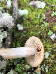 Cortinarius mucosus