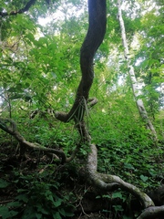 Trichocentrum brachyphyllum