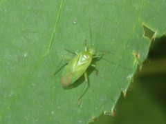 Lygocoris pabulinus