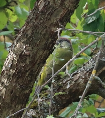 Picus viridis