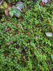 Gaultheria hispidula