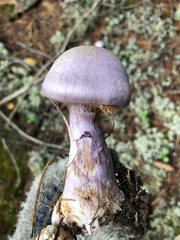 Cortinarius traganus