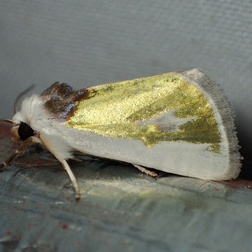 Poetry Moth photo 5