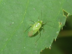 Lygocoris pabulinus