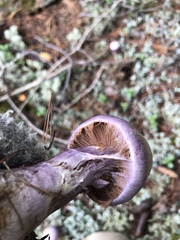 Cortinarius traganus