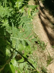 Tanacetum vulgare