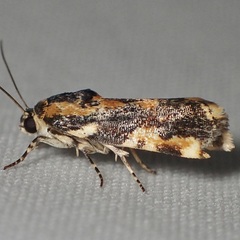 Spragueia jaguaralis