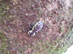 Zopherus nodulosus nodulosus