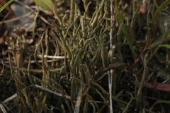 Cladonia cornuta