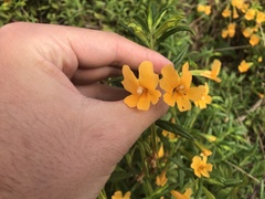 Diplacus aurantiacus