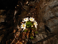 Euphrasia flavicans
