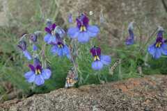 Monopsis decipiens