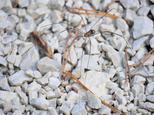 Leiobunum limbatum, Schellenberger Forst, DE-BY, Germany , photo 6 of 10