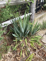 Yucca filamentosa