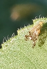 Neotephritis finalis