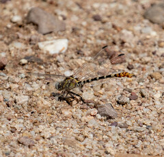 Erpetogomphus compositus