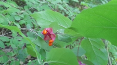 Euonymus latifolius