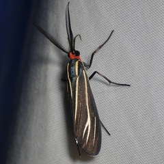 Ctenucha venosa
