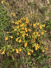 Diplacus aurantiacus