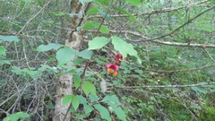 Euonymus latifolius