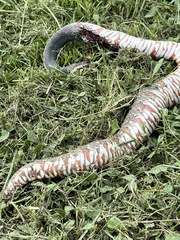 Nerodia fasciata