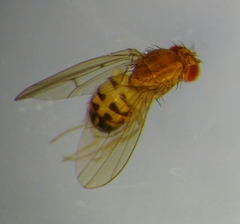 Drosophila phalerata