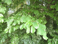 Parrotia persica